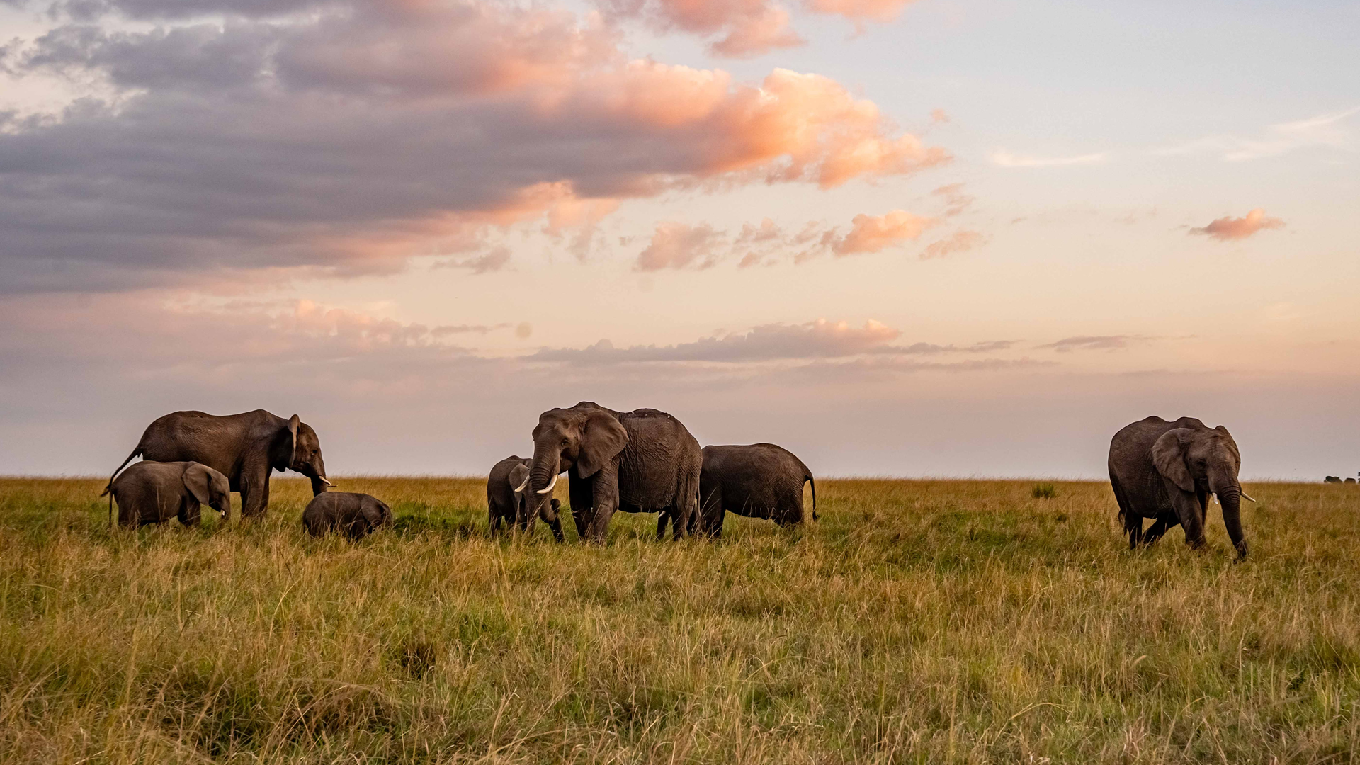 4 days maasai mara luxury safari